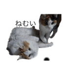 森岡家の猫達（個別スタンプ：5）