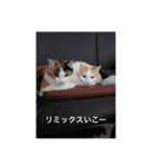 森岡家の猫達（個別スタンプ：6）