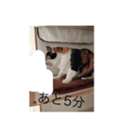森岡家の猫達（個別スタンプ：7）
