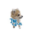 ポメラニアン ふうちゃん(日常)（個別スタンプ：1）