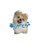 ポメラニアン ふうちゃん(日常)（個別スタンプ：2）