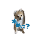 ポメラニアン ふうちゃん(日常)（個別スタンプ：4）