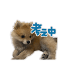 ポメラニアン ふうちゃん(日常)（個別スタンプ：7）