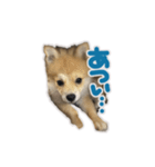 ポメラニアン ふうちゃん(日常)（個別スタンプ：8）