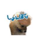 ポメラニアン ふうちゃん(日常)（個別スタンプ：10）