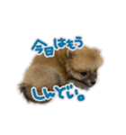 ポメラニアン ふうちゃん(日常)（個別スタンプ：11）