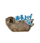 ポメラニアン ふうちゃん(日常)（個別スタンプ：12）