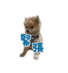 ポメラニアン ふうちゃん(日常)（個別スタンプ：13）