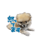 ポメラニアン ふうちゃん(日常)（個別スタンプ：14）