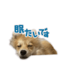 ポメラニアン ふうちゃん(日常)（個別スタンプ：15）