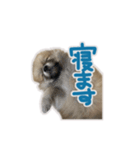 ポメラニアン ふうちゃん(日常)（個別スタンプ：16）