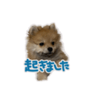 ポメラニアン ふうちゃん(日常)（個別スタンプ：17）