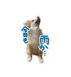 ポメラニアン ふうちゃん(日常)（個別スタンプ：18）
