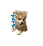 ポメラニアン ふうちゃん(日常)（個別スタンプ：21）