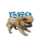 ポメラニアン ふうちゃん(日常)（個別スタンプ：23）