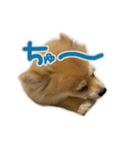 ポメラニアン ふうちゃん(日常)（個別スタンプ：24）
