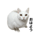 たっぷり！まっしろねこのおもちさん（個別スタンプ：1）