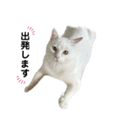たっぷり！まっしろねこのおもちさん（個別スタンプ：5）