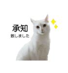たっぷり！まっしろねこのおもちさん（個別スタンプ：8）