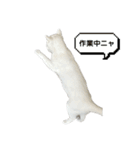 たっぷり！まっしろねこのおもちさん（個別スタンプ：10）