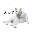 たっぷり！まっしろねこのおもちさん（個別スタンプ：12）
