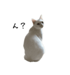 たっぷり！まっしろねこのおもちさん（個別スタンプ：13）