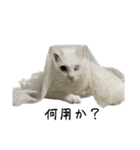 たっぷり！まっしろねこのおもちさん（個別スタンプ：14）