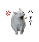 たっぷり！まっしろねこのおもちさん（個別スタンプ：16）