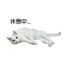 たっぷり！まっしろねこのおもちさん（個別スタンプ：17）