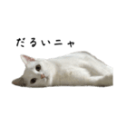 たっぷり！まっしろねこのおもちさん（個別スタンプ：19）