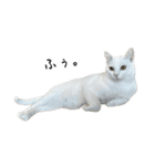 たっぷり！まっしろねこのおもちさん（個別スタンプ：28）