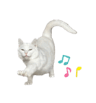 たっぷり！まっしろねこのおもちさん（個別スタンプ：32）