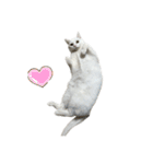 たっぷり！まっしろねこのおもちさん（個別スタンプ：34）