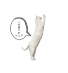たっぷり！まっしろねこのおもちさん（個別スタンプ：36）