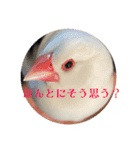 もちもちつくねスタンプ2（個別スタンプ：4）