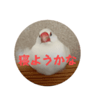 もちもちつくねスタンプ2（個別スタンプ：9）