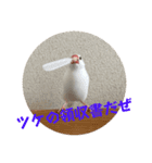 もちもちつくねスタンプ2（個別スタンプ：10）