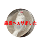 もちもちつくねスタンプ2（個別スタンプ：13）