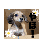ぶんしゃんの日常会話2（個別スタンプ：9）