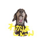 ゃぉぃちゃんの♡（個別スタンプ：3）