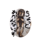 ゃぉぃちゃんの♡（個別スタンプ：5）