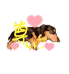 ゃぉぃちゃんの♡（個別スタンプ：40）