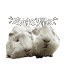 政宗とぼんじり（個別スタンプ：2）