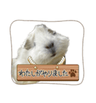 政宗とぼんじり（個別スタンプ：4）