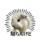 政宗とぼんじり（個別スタンプ：5）