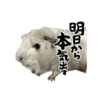 政宗とぼんじり（個別スタンプ：6）