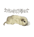 政宗とぼんじり（個別スタンプ：10）