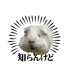 政宗とぼんじり（個別スタンプ：11）