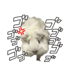 政宗とぼんじり（個別スタンプ：12）