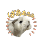 政宗とぼんじり（個別スタンプ：13）